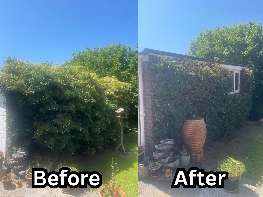 Climbing Hydrangea hedge reduction in Kingsteignton